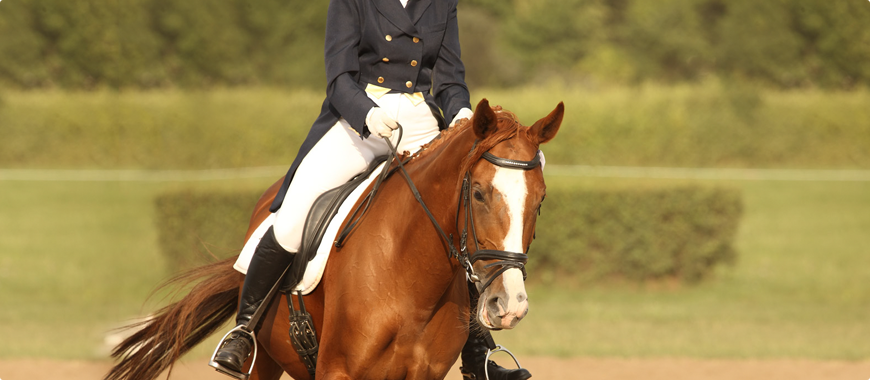 Лошади-знаменитости